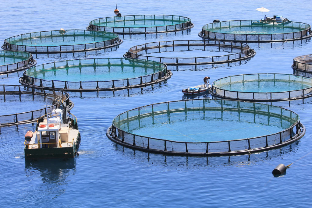 How Fish Farming Is Growing