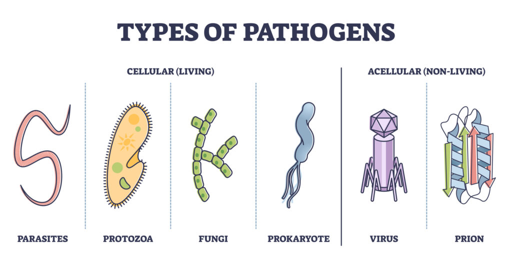 The Next Pandemic Could Be Fungal