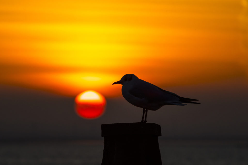 Whitstable's Amazing Sunsets