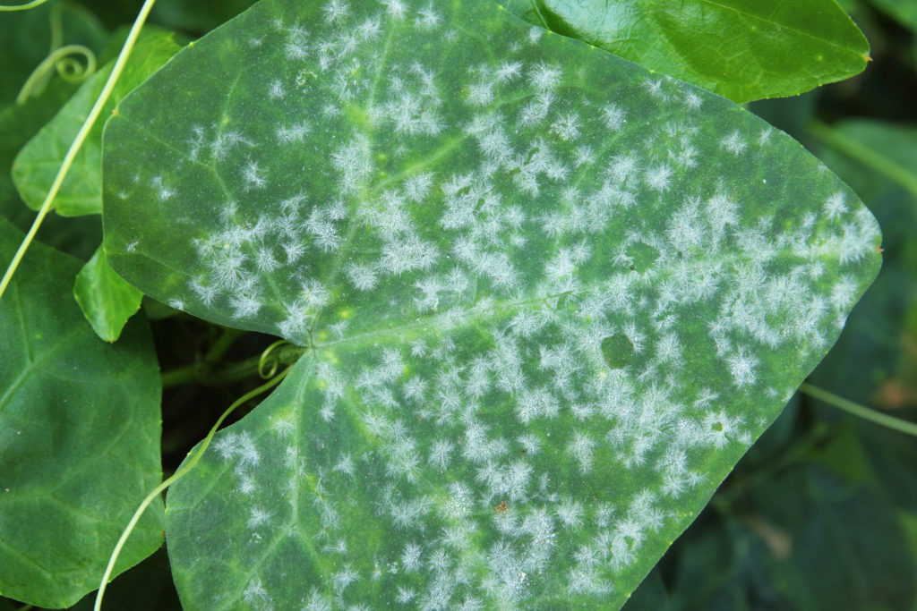 Mildew on a leaf