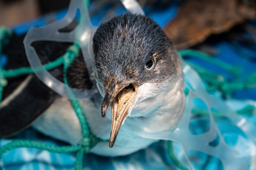 Nature trapped in plastic