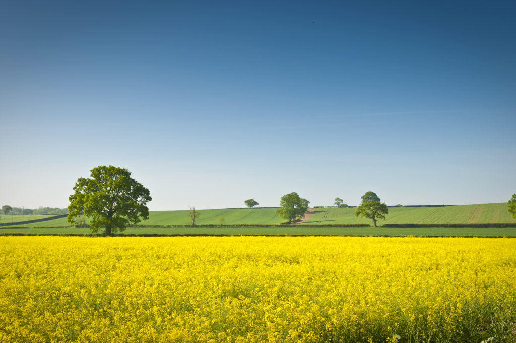 The Fields of Golden Oilseed Rape