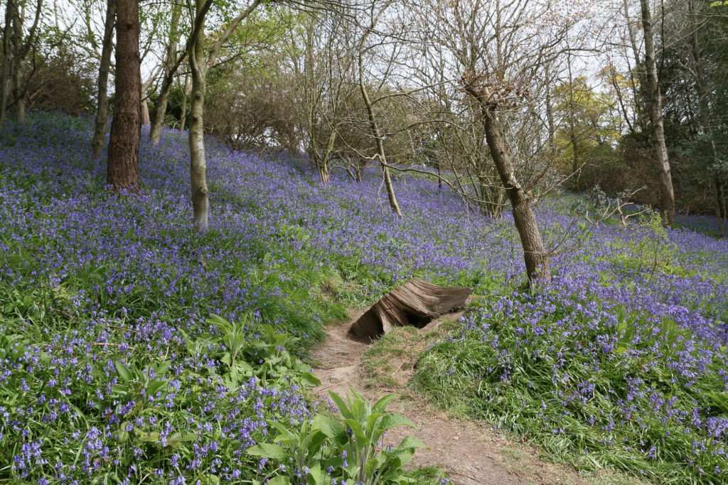 Bluebell woods at Emmetts Garden