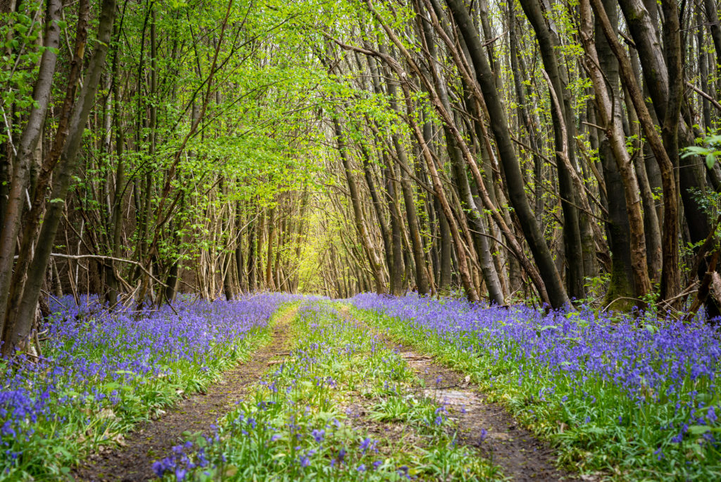 Bluebells in Kent