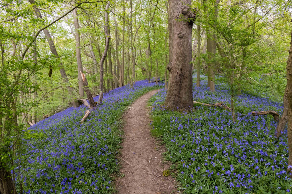 Carpet of Bluebells