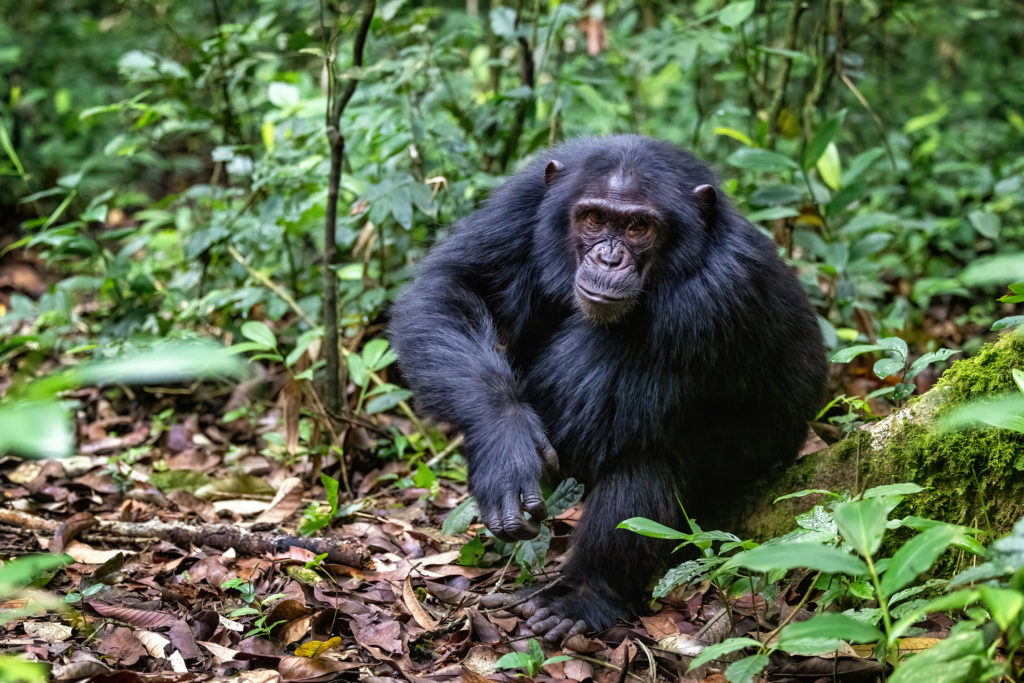 Kibale National Park, western Uganda