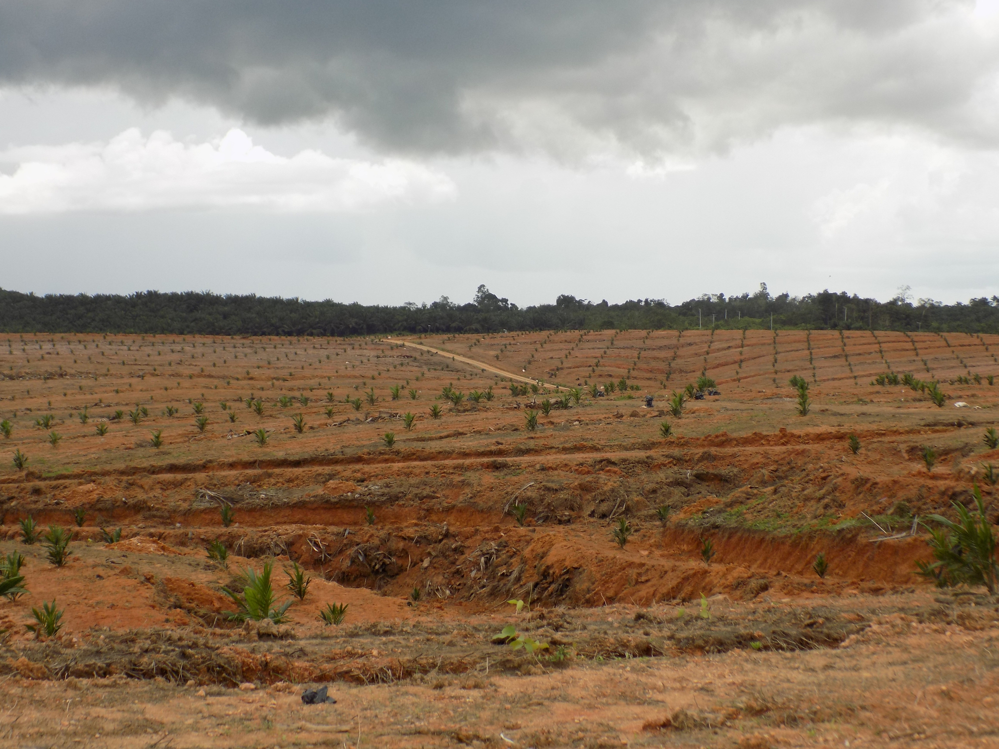 Reforestation