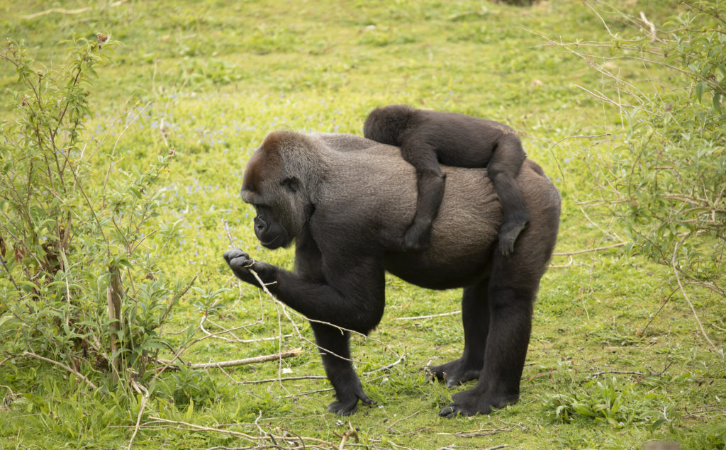 Western Gorilla