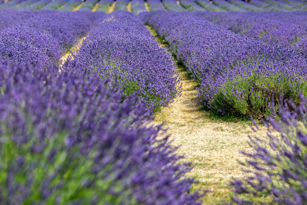 Rows of lavender in the English countryside