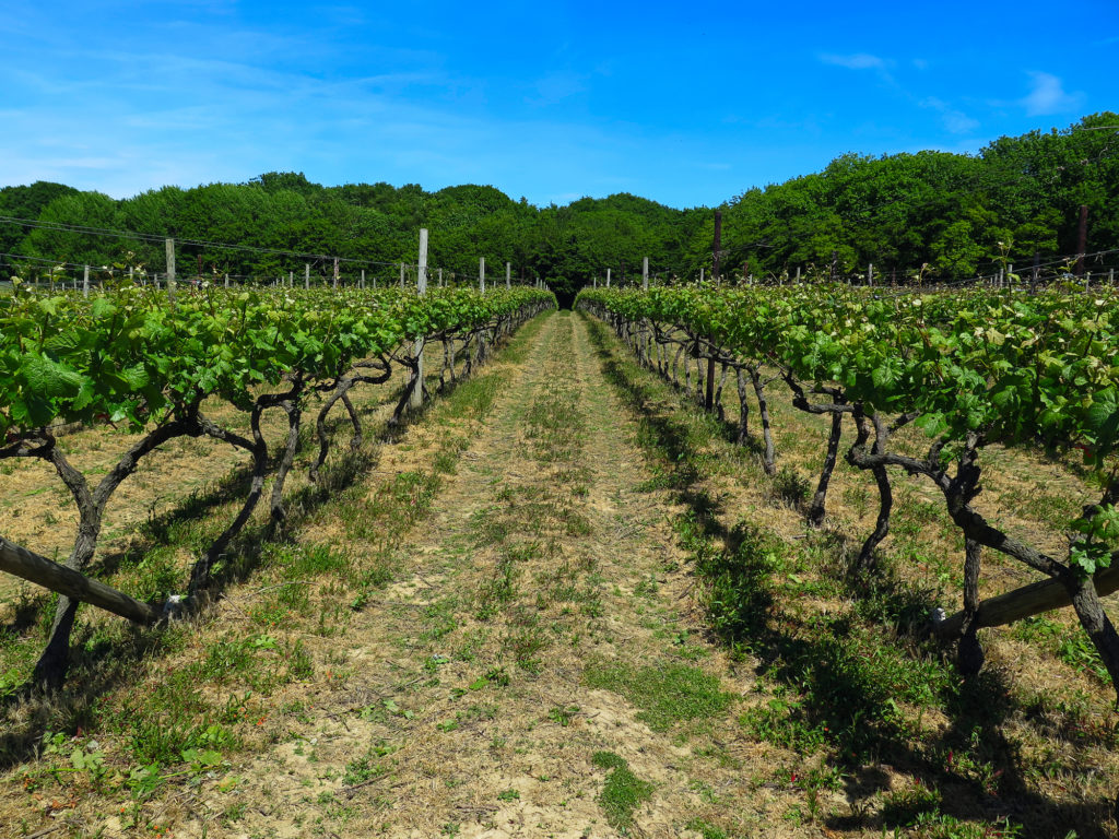 Vineyards in Kent