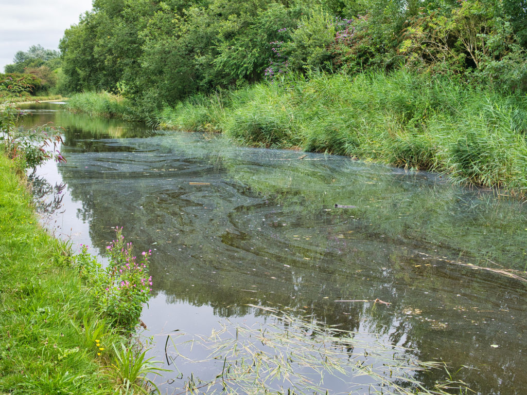 Southern Water's Persistent Pollution