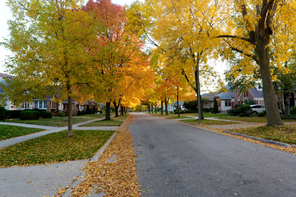 Autumn leaves