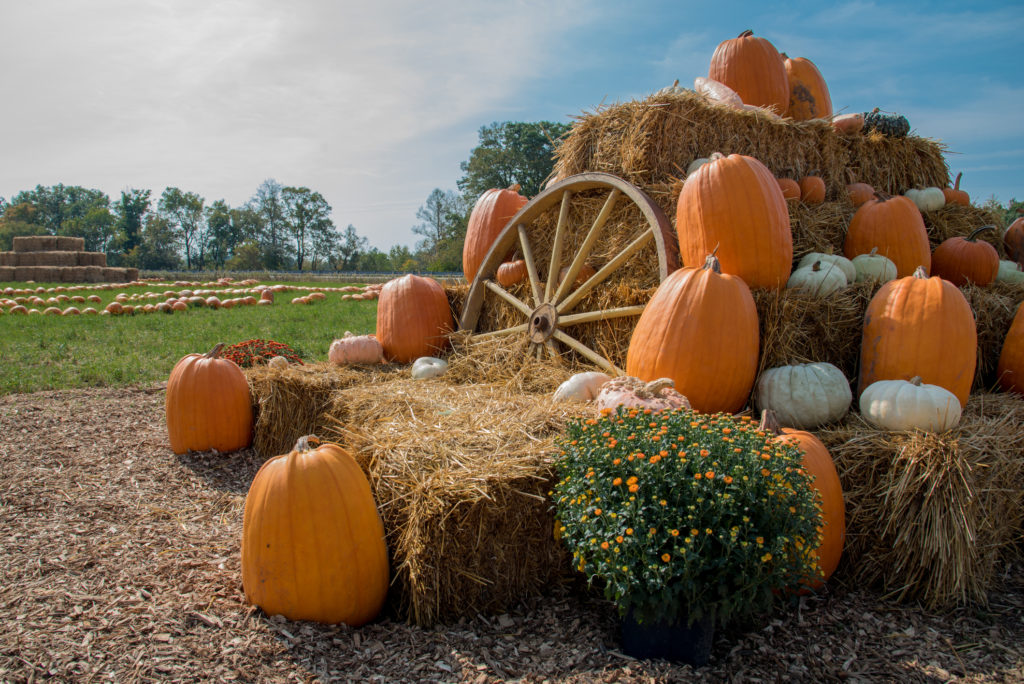Fall pumpkin harvest
