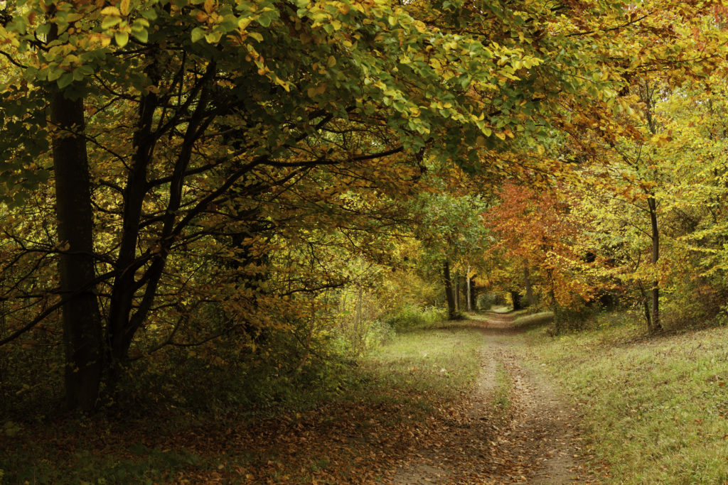 A woodland path in Autumn in Kent