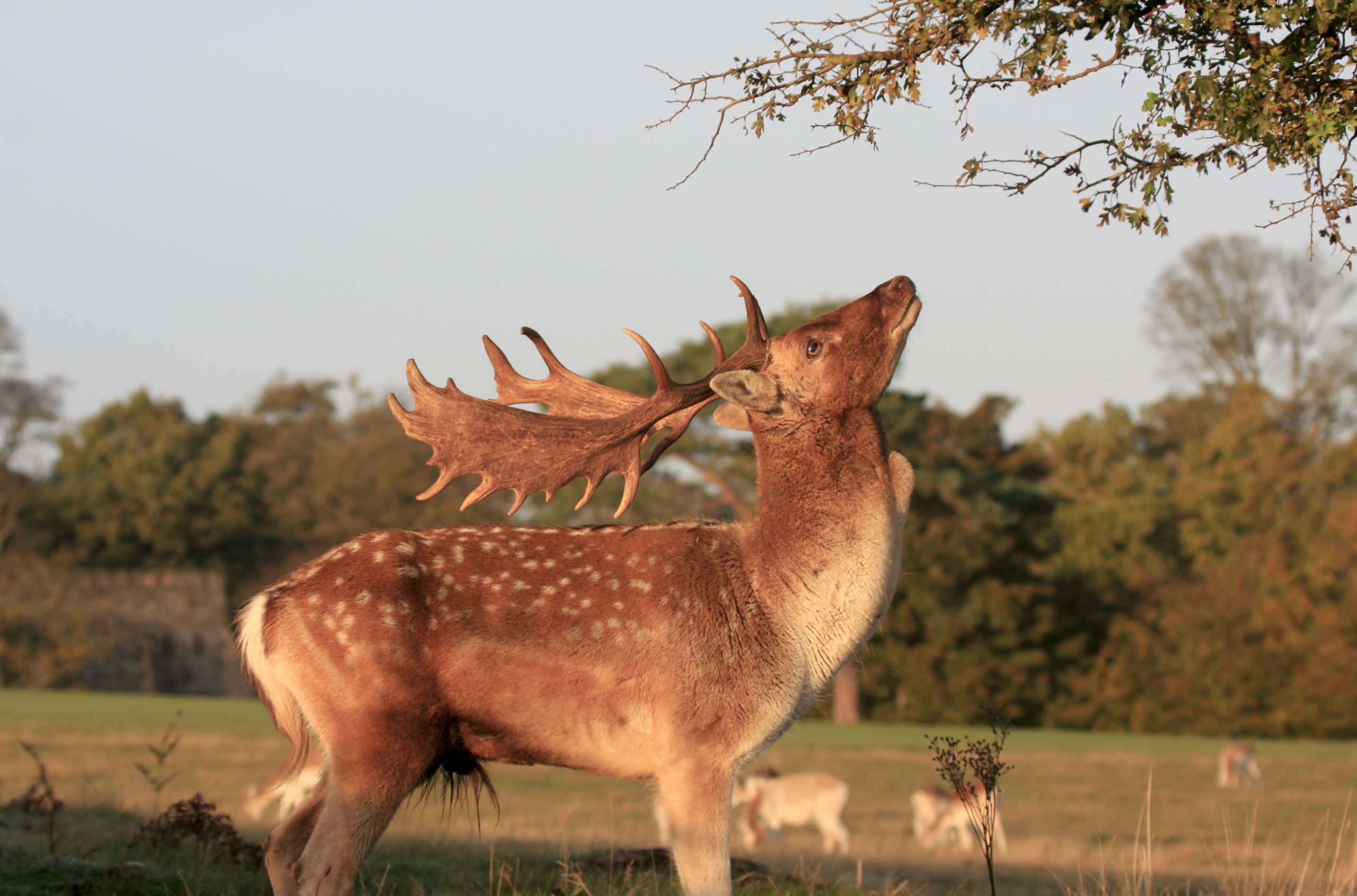 Autumn in Kent