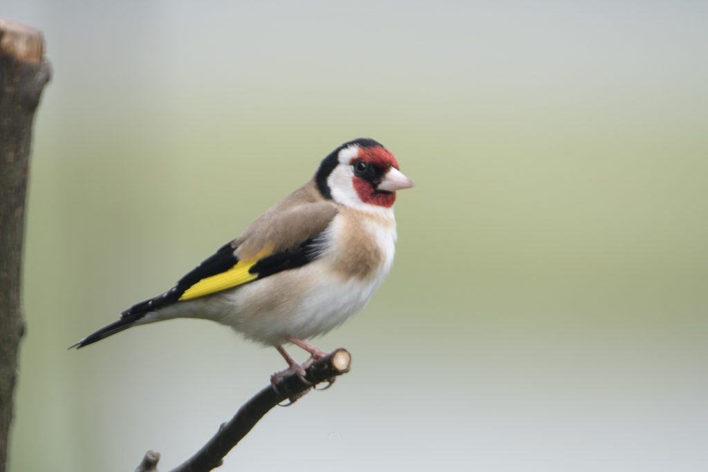 Goldfinch in Kent