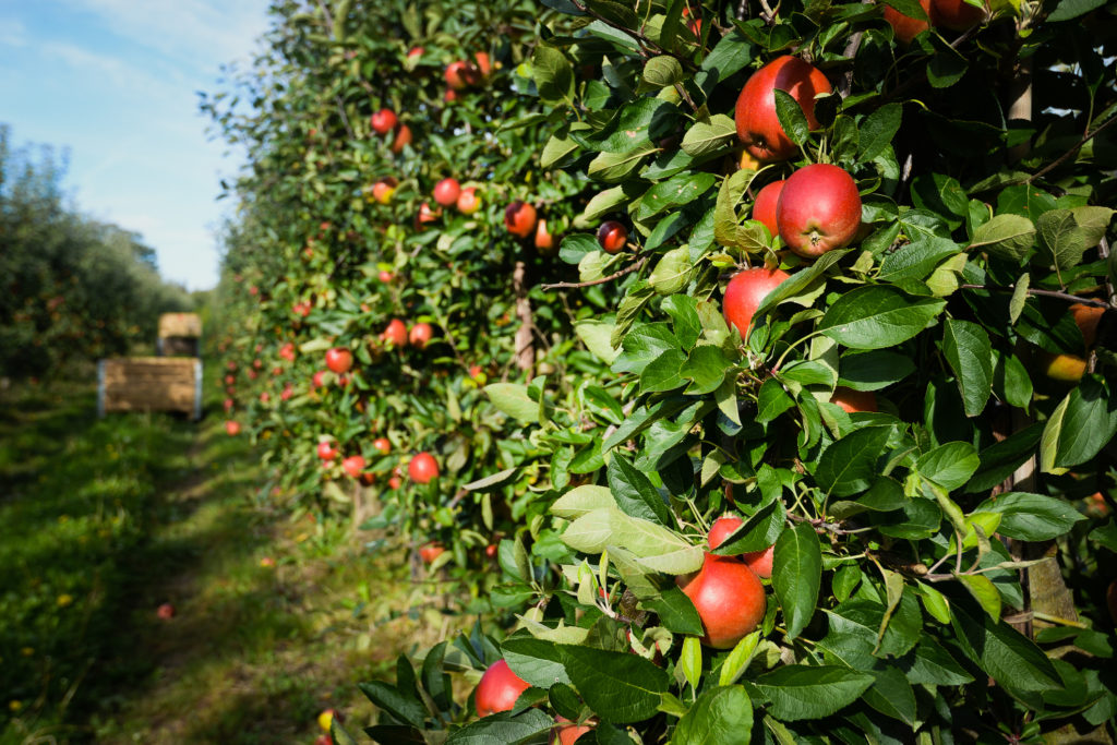 Orchards in Kent are ripe with Fruit